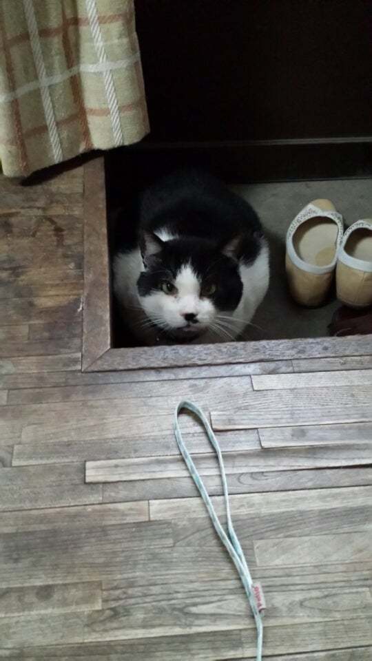 １月ねこちゃんのお客様の記事画像