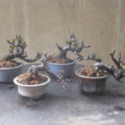 画像 盆栽：昨日植え替えた小さな木瓜たち の記事より 3つ目