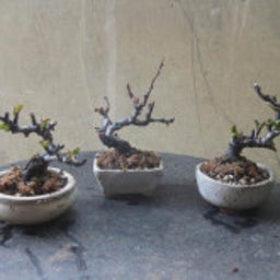 画像 盆栽：昨日植え替えた小さな木瓜たち の記事より 1つ目