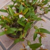 ディネマ・ポリプルボンの花の画像
