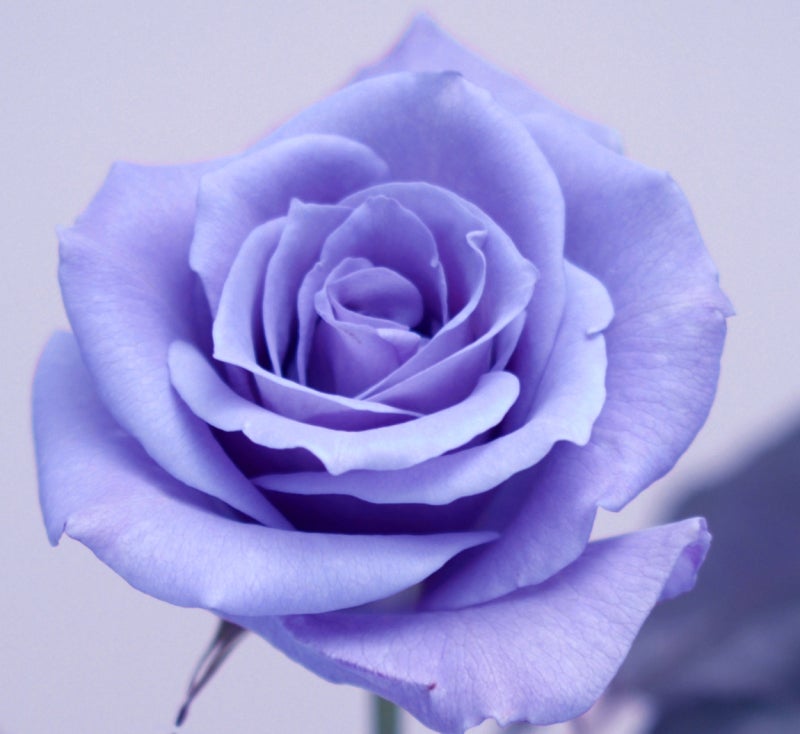 素敵な花言葉 紫のバラ Air Create