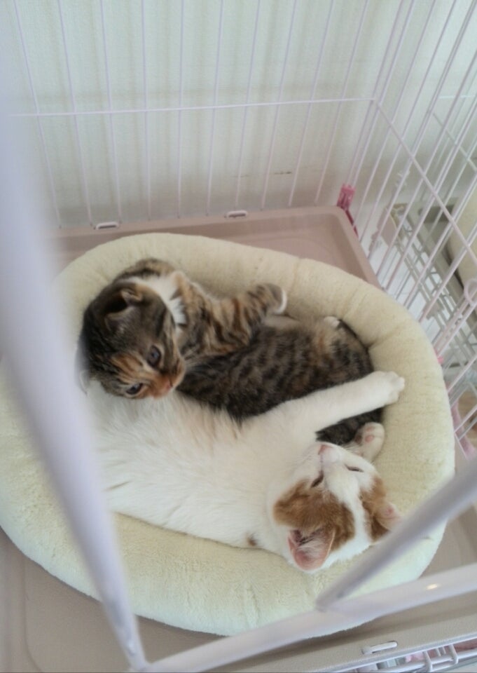 大きくなりました 猫カフェ Nyaon 大きくなりました 猫カフェ Nyaon