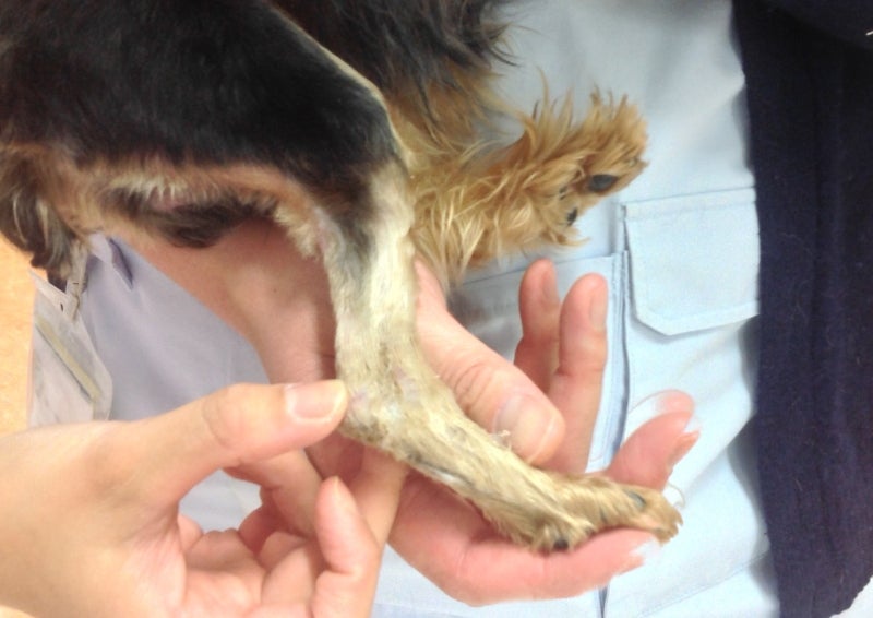 リハビリテーション～アキレス腱断裂手術後のケア～ 神戸市子犬の噛み吠えトイレをKDS法がたった1ヶ月で改善