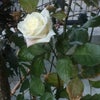 白薔薇の画像