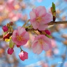 河津桜が咲いた！の記事より