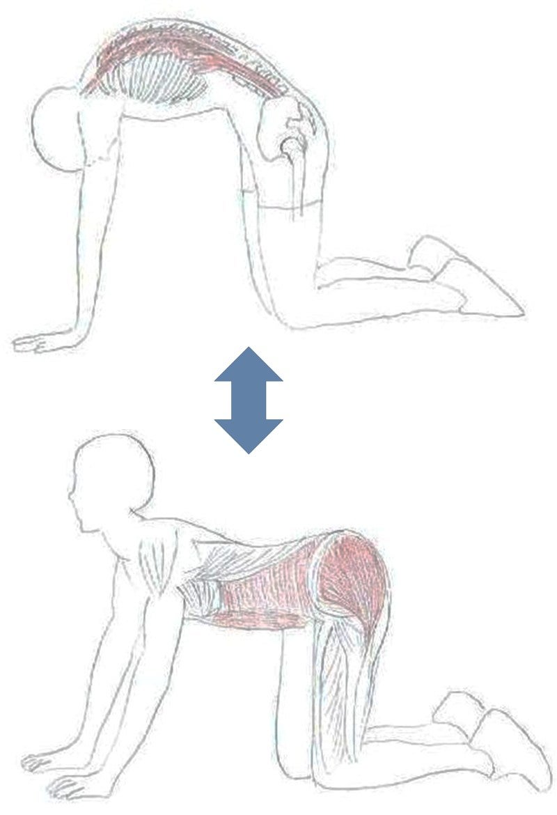 姿勢改善と膝の記事より