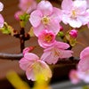 チョキ桜でお花見ランチの画像