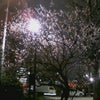 夜桜？の画像