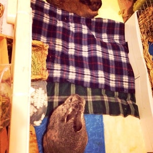 くうねるあそぶの画像