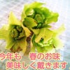 春のお味♪の画像