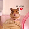お家の前にてんこもりの画像