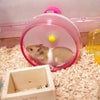 きなこ伸びた？の画像