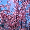 桜三昧の画像