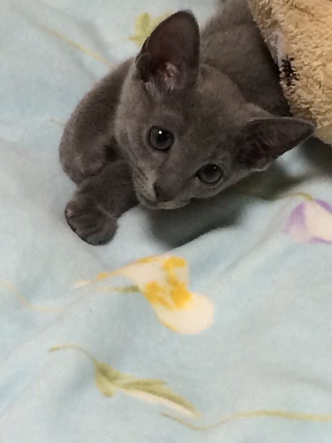 ヤンチャになりましたの記事画像