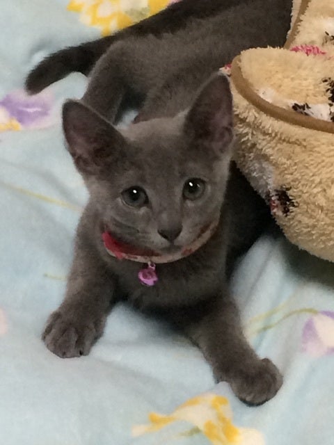 ヤンチャになりましたの記事画像