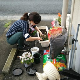 画像 オリーヴの花言葉は「平和」 の記事より 2つ目