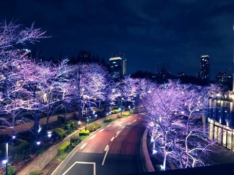 東京 ミッドタウン 桜
