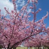 河津桜が満開です！の画像