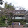3月28日朝6時の本門寺周辺の桜(ソメヨシノ)の画像