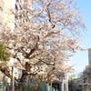 3月28日大田区内各地の桜(ソメヨシノ)の画像