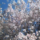 号外　★　東京は桜がほぼ満開の記事より