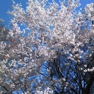 号外　★　東京は桜がほぼ満開の記事より