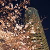 綺麗でした～♪目黒川の夜桜の画像