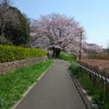 桜、さくら、サクラ。の画像
