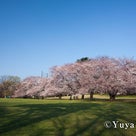 桜の花をPLフィルターを使って撮るの記事より