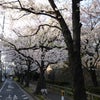 大田区各地の桜②の画像