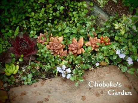 クレマチス ペトリエイ の魅力 小さな庭でガーデニング