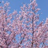 桜の写真撮ってみました！の画像