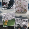 桜ココロ温まる。の画像