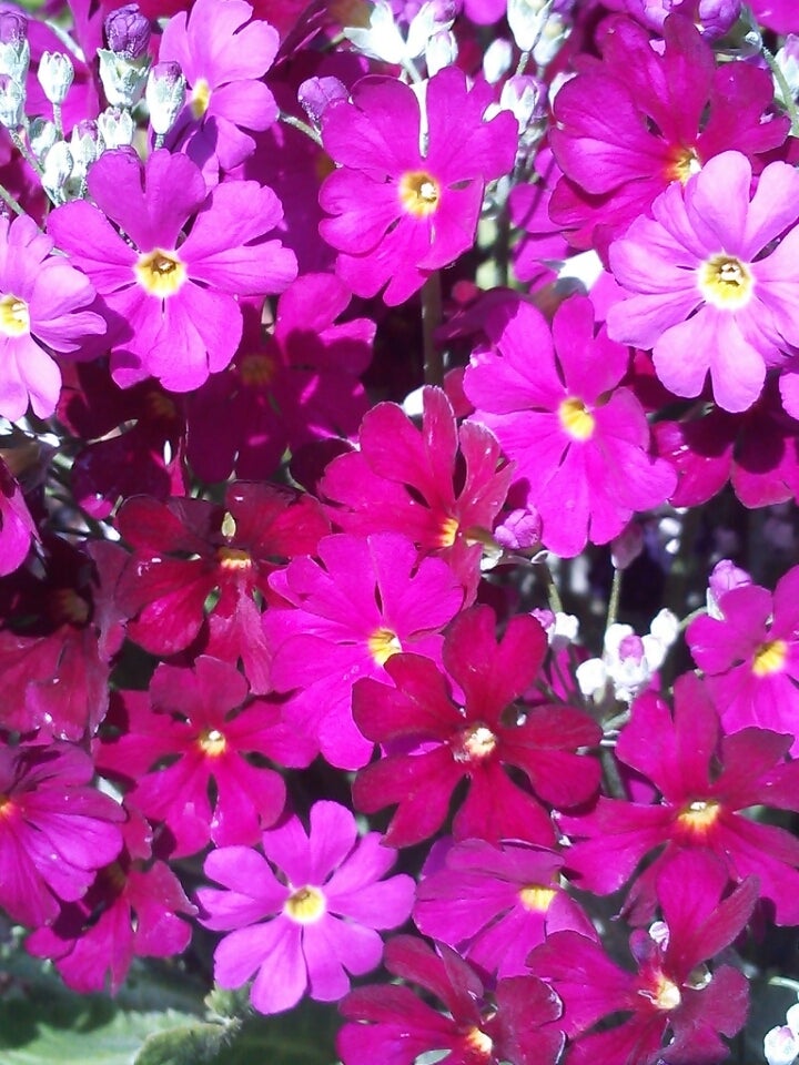 サクラソウ プリムラマラコイデス 季節の花と花言葉 Kensan 0427さんのﾌﾞﾛｸﾞ