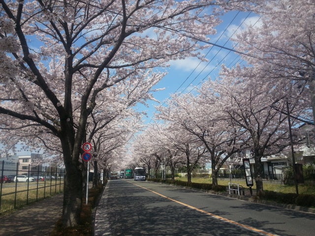 野川公園の桜と野川の夜桜のライトアップを見てきました なか2656の法務ブログ