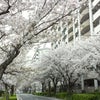 桜とウォッチっち♪の画像