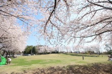 鷲宮コミュニティ広場の桜