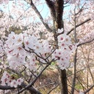 春爛漫♪桜色の大三島♡2015の記事より