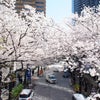 素敵♪桜のトンネル＠アークヒルズの画像
