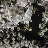 夜桜とオーブの画像