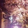 雨桜の画像