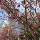 今日４月６日,散り行く桜見物！！の記事より