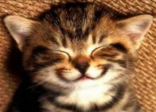 笑う猫
