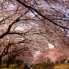 桜を堪能の画像