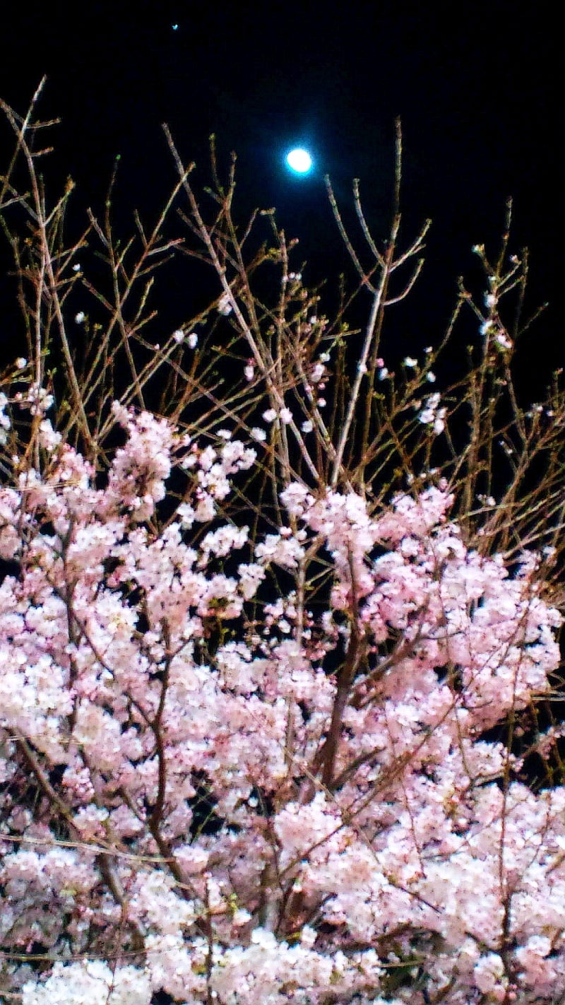 １．桜と月