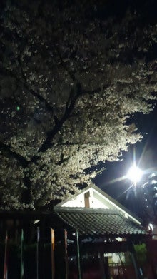 開口神社の夜桜