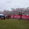 木場潟桜祭りと近所の桜♪の画像