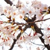 03月31日　桜並木、歩いたらの画像