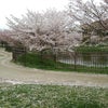 桜 とドレスチェックの画像