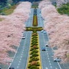 富士霊園の桜　2015.4.10の画像